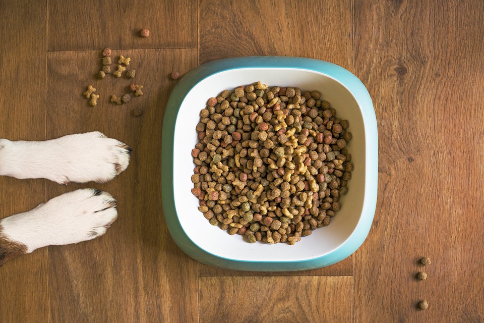 dog food and dog paws